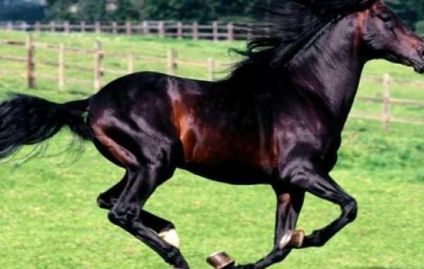 أسرع حصان في العالم
