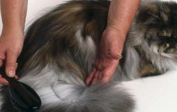 علاج تساقط شعر القطط الشيرازية