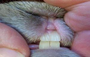 كم عدد أسنان الأرنب