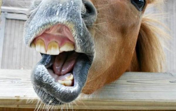 كم عدد أسنان الحصان