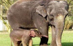 كيف يولد الفيل