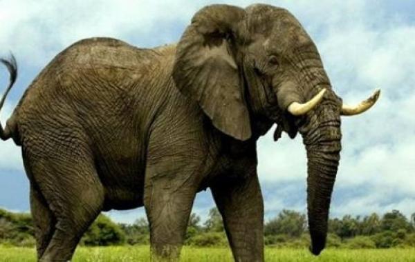 ما اسم صوت الفيل