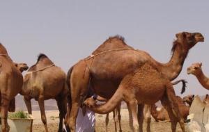 ماذا يسمى صغير الجمل