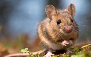 تفسير الخوف من الفأر في المنام