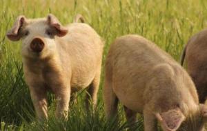 ما سبب تحريم لحم الخنزير