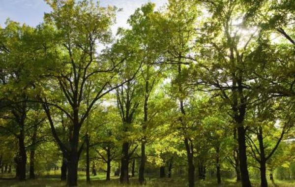 ما أهمية زراعة الأشجار للنظام البيئي