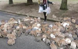 جزيرة الأرانب في اليابان
