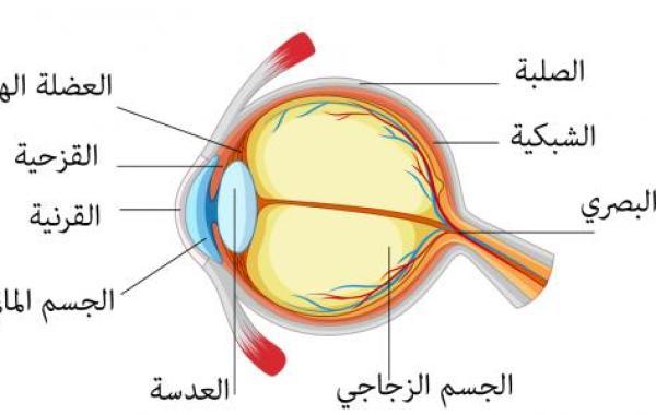 بحث حول العين