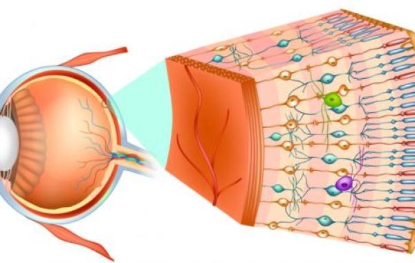 كيف تتم عملية الرؤية عند الإنسان