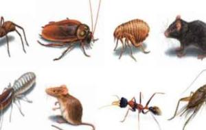 أنواع الحشرات وأسماؤها
