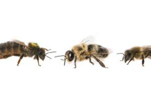 النحل ثلاثة أنواع