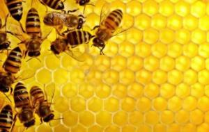 بحث عن النحل وفوائده