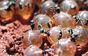 فوائد بيض النمل