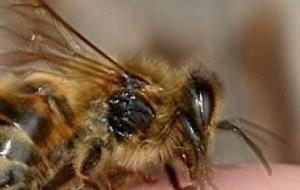 فوائد قرص النحل