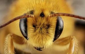 فوائد لسعة النحل