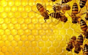 ما فوائد النحل