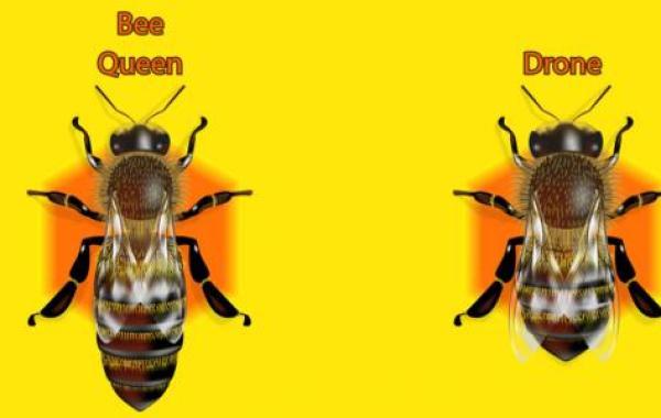ماذا يسمى ذكر النحل