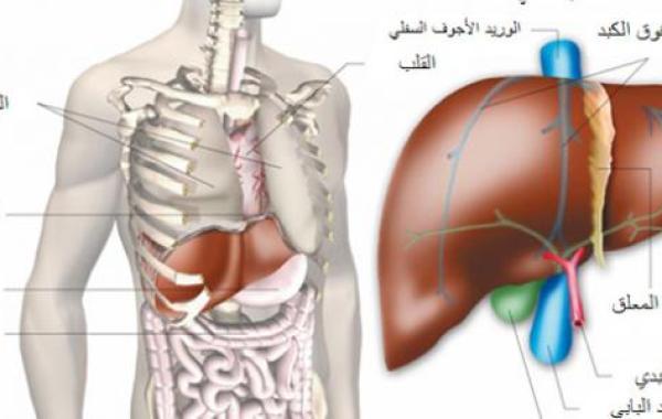 أين يوجد الكبد فى جسم الإنسان