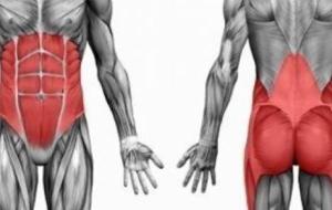 كيف تتكون العضلات