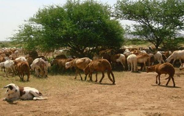 بحث عن الثروة الحيوانية