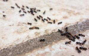ظهور النمل في البيت بكثرة