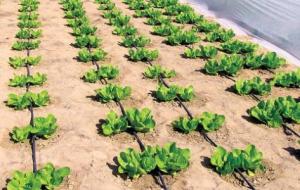 تقرير عن الزراعة في الإمارات