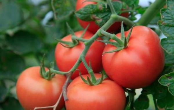 طرق زراعة الطماطم