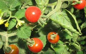 كيف يتم زراعة الطماطم