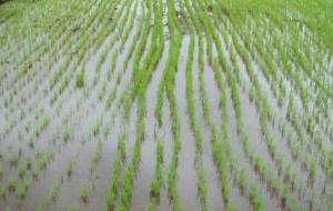 كيفية زراعة الأرز