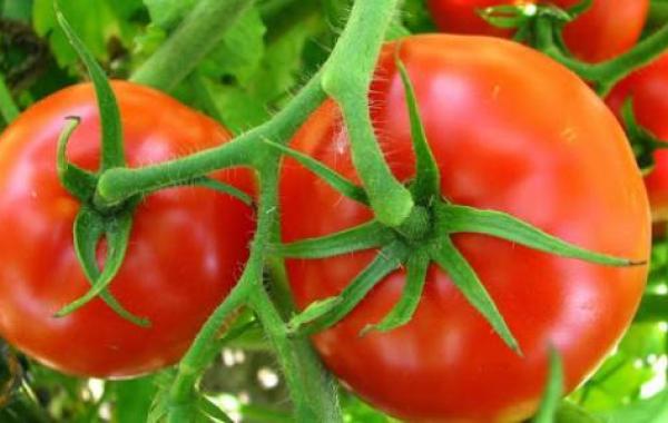 مراحل نمو نبات الطماطم