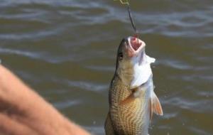 طريقة صيد السمك الكبير
