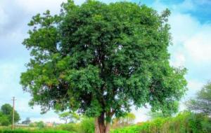 فوائد شجرة النيم