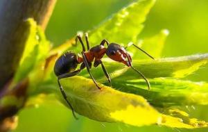 تفسير النمل في المنام
