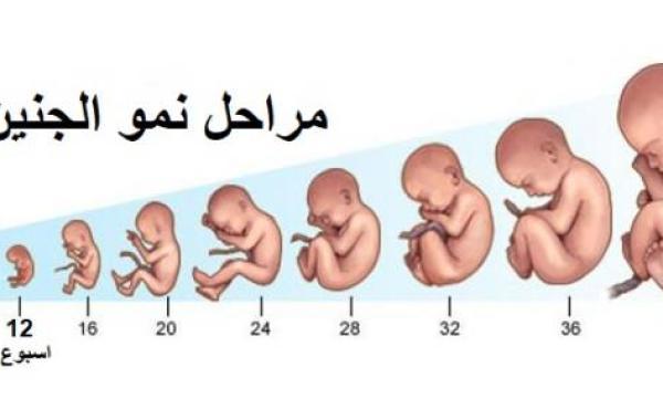مراحل تطور الجنين بعد الترجيع