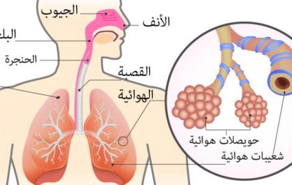 تعريف ومكونات الجهاز التنفسي