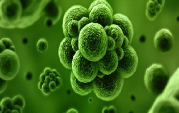 ما هي أعراض بكتيريا القولون