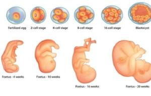 شكل الجنين في الشهر 6