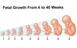 كيف يتكون الجنين في الشهر الأول