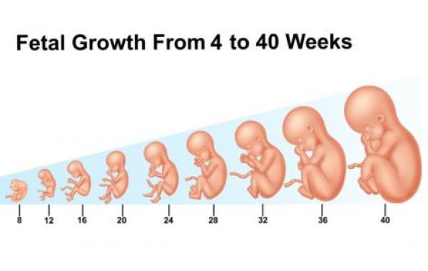 كيف يتكون الجنين في الشهر الثاني