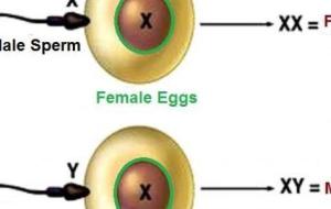 كيف يتم تحديد نوع الجنين