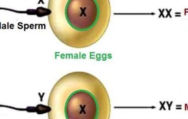 كيف يتم تحديد نوع الجنين