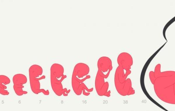 كيف ينمو الجنين
