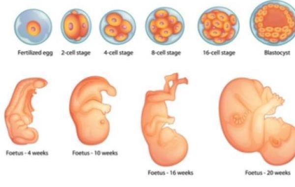 مراحل تطور الجنين في بطن الأم