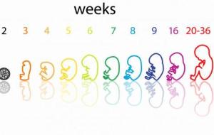مراحل تكوين الجنين بالأسابيع