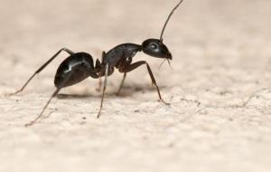 وصفة طبيعية للقضاء على النمل