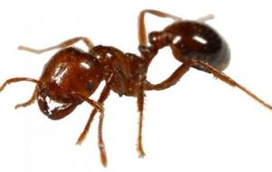 على ماذا يدل وجود النمل في البيت