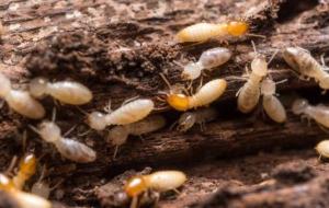 كيفية القضاء على النمل الأبيض