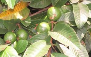 فوائد أوراق الجوافة