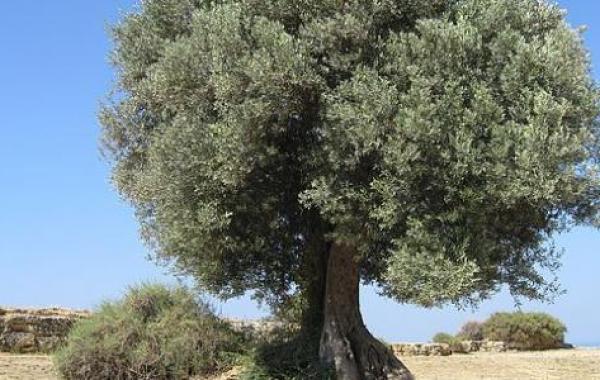 ما هي فوائد شجرة الزيتون