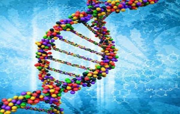 كيف يتم عمل تحليل Dna